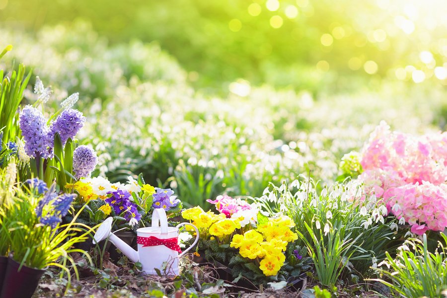 Beautiful blooming garden with flower bed on sunny spring day. Watering can, shovel, spade. Gardening tools and equipment. Planting potted flowers. Easter blossom garden and backyard decoration.